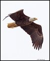 _5SB0056 bald eagle